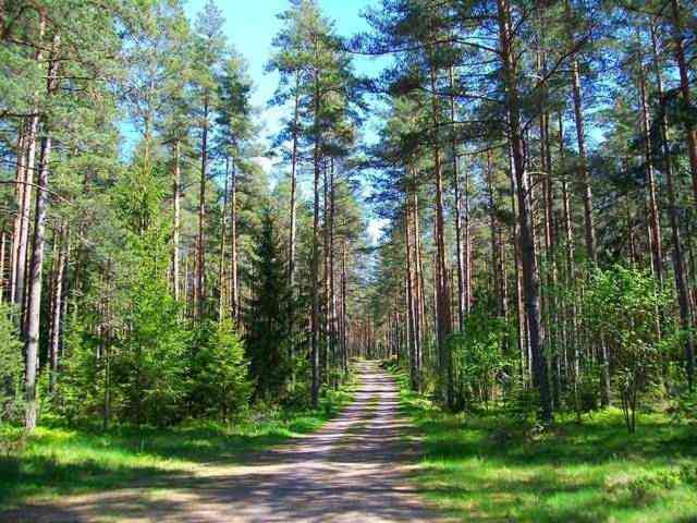 . . . ruhige Waldwege zum wandern oder für Fahrradtouren