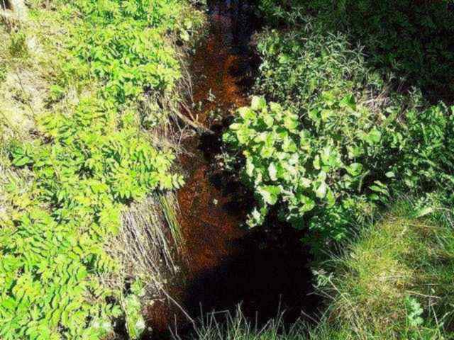 Klare und wilde Bäche . . .