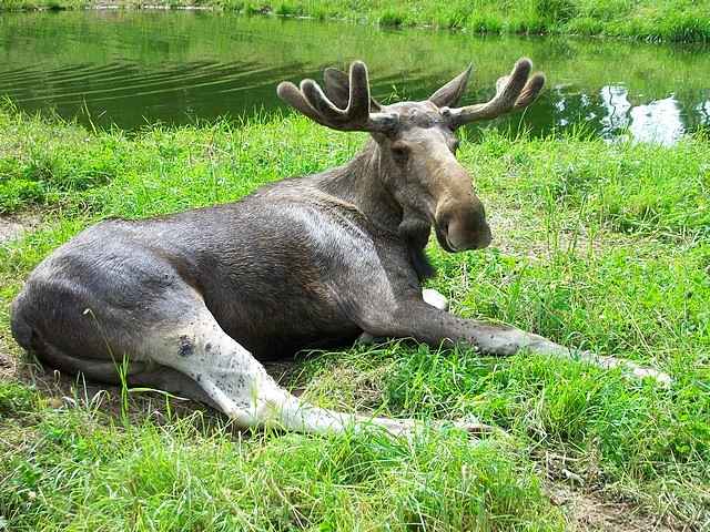 Die Könige der småländischen Wälder . . . 