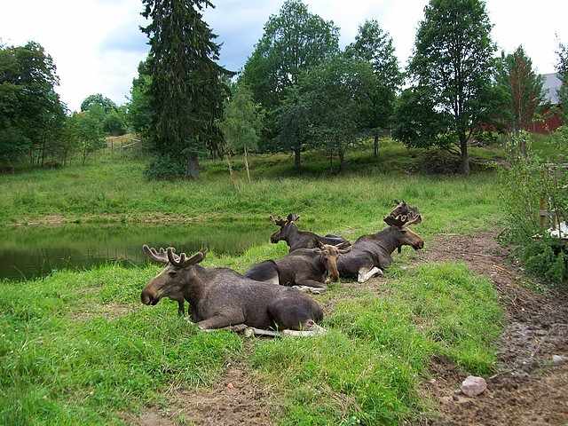 . . . hier im Målilla Elchpark . . .