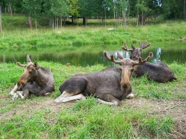 . . . dürfen auch hier nicht fehlen