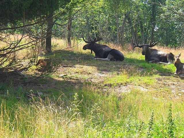 Die Herren der Schöpfung beim entspannen