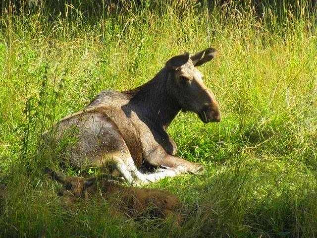 Eine Elchkuh mit Neugeborenem