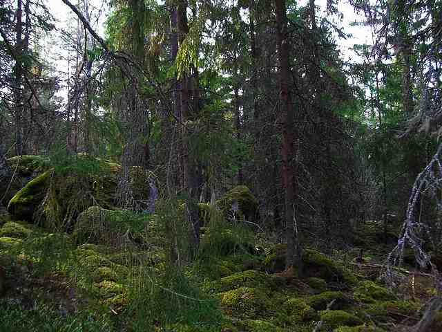 . . . wie im Märchen mit Moosen . . .