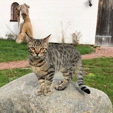 kat på Nordgården bondegårdsferie