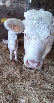 Radieuse et sa maman Gentille