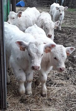 Les petits curieux
