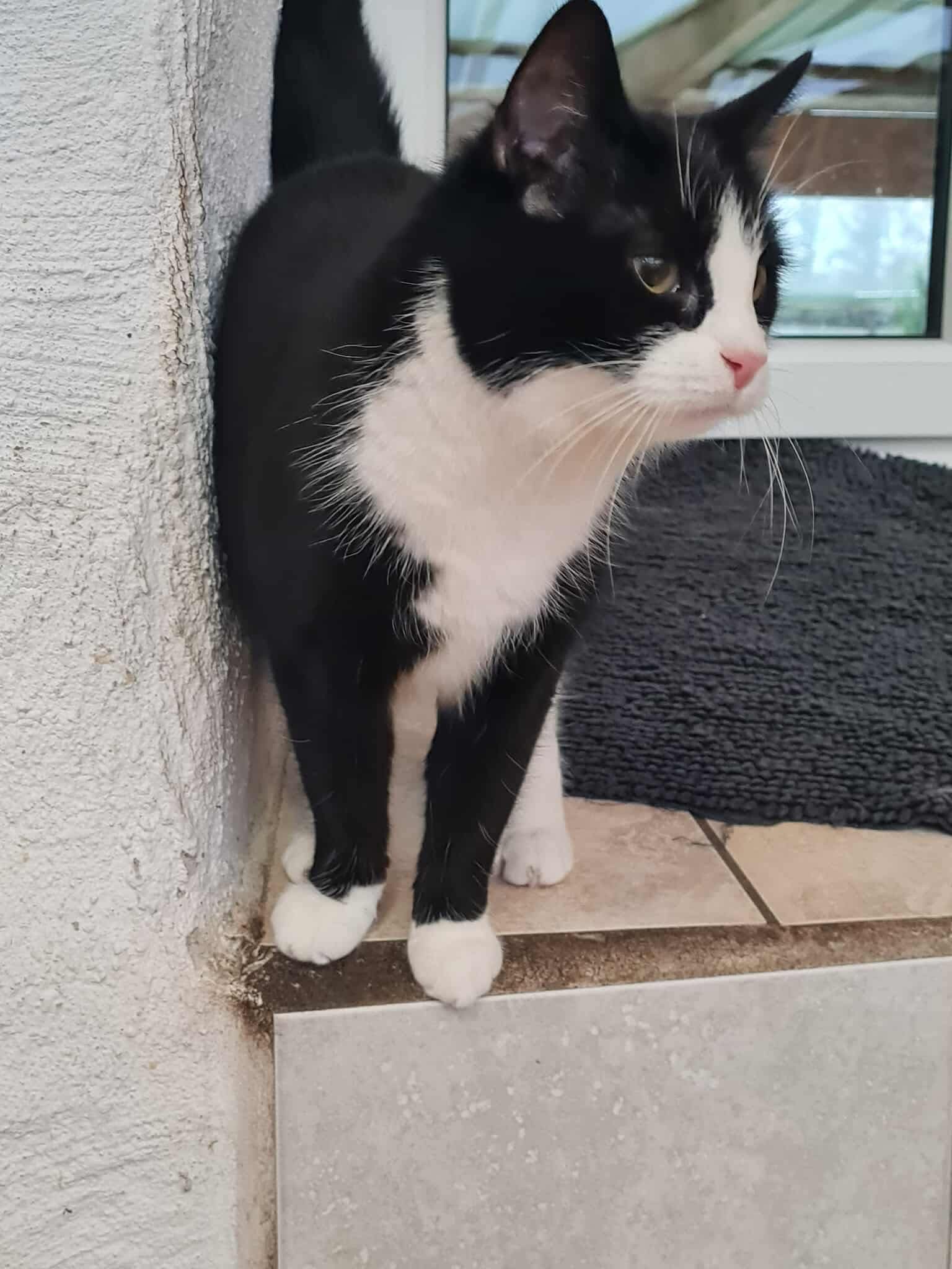 Maja