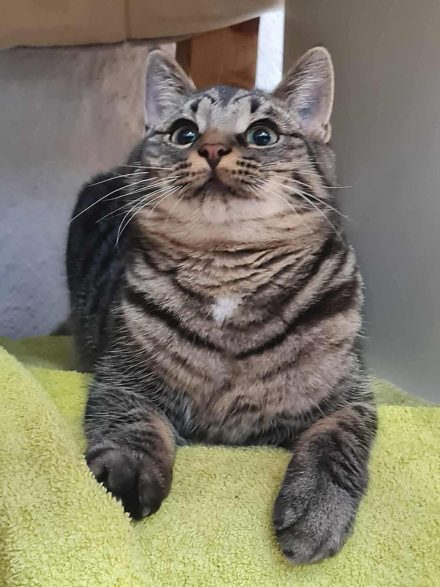 Simba