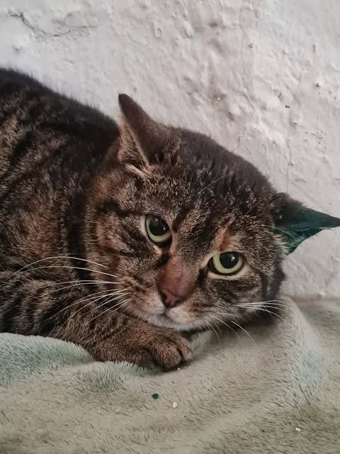 Maya