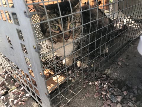Moa