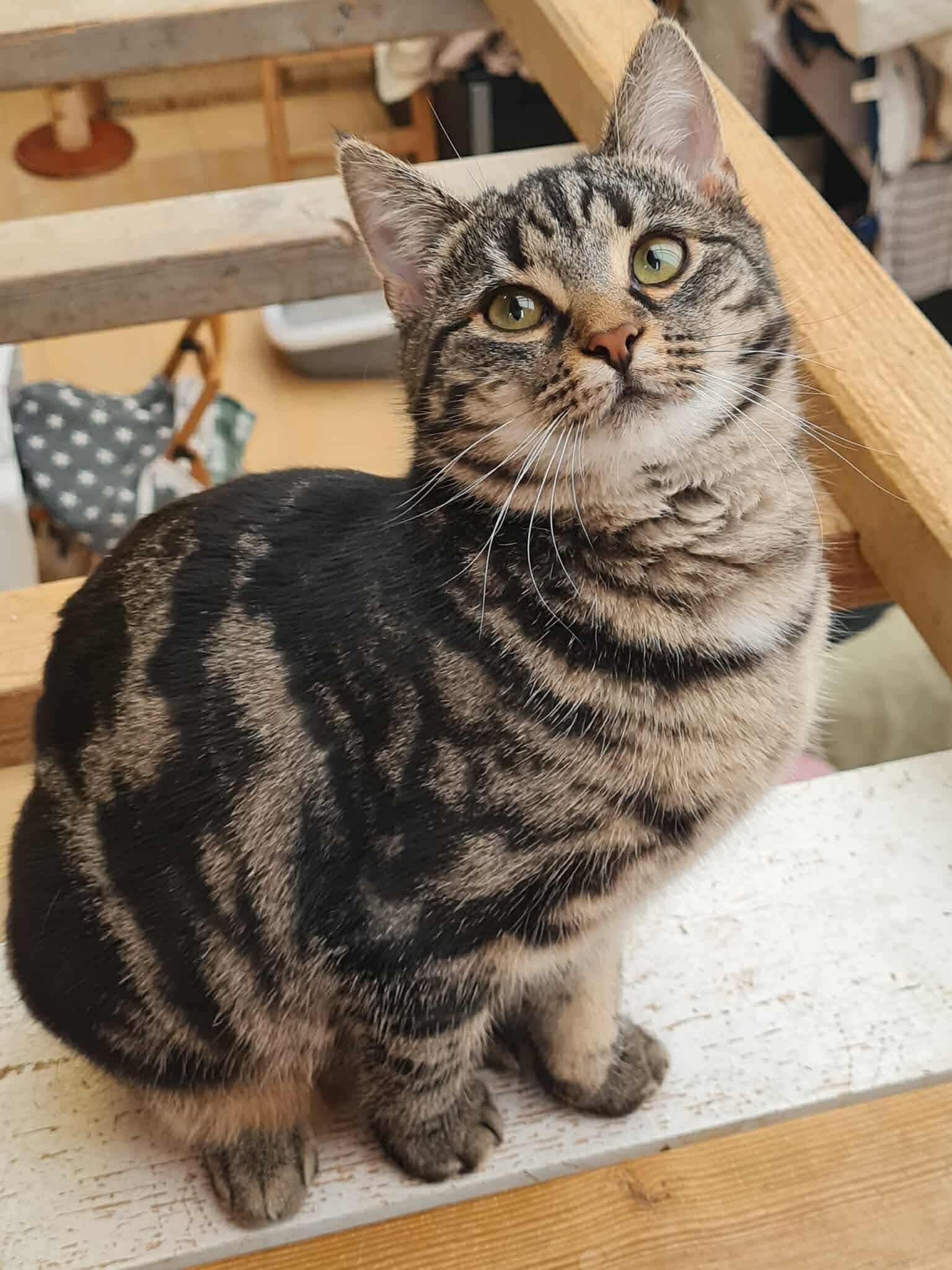 Kiara