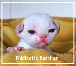 S*FIDDLESTIX