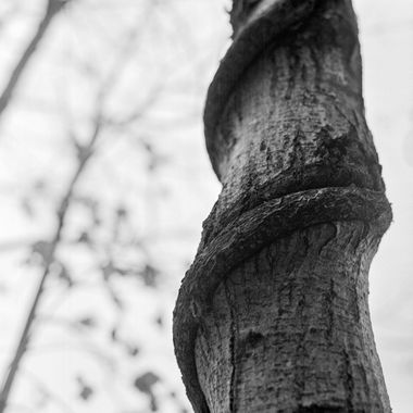 Strangling tree