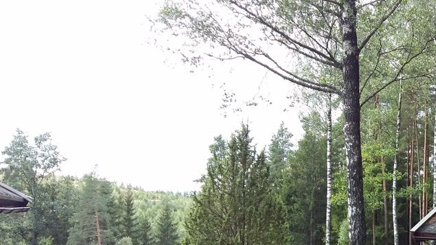 Är så tacksam att få ha den äran att få sköta denna naturtomten och hålla fint. Nu står ljungen riktigt lila. I våras snaggade jag den med trimmern vilket gjort den lägre och därmed stabilare. Den är som en ljuvlig kudde längs marken, frodig och fullt med blommor. Så vackert!!! 👍 😃