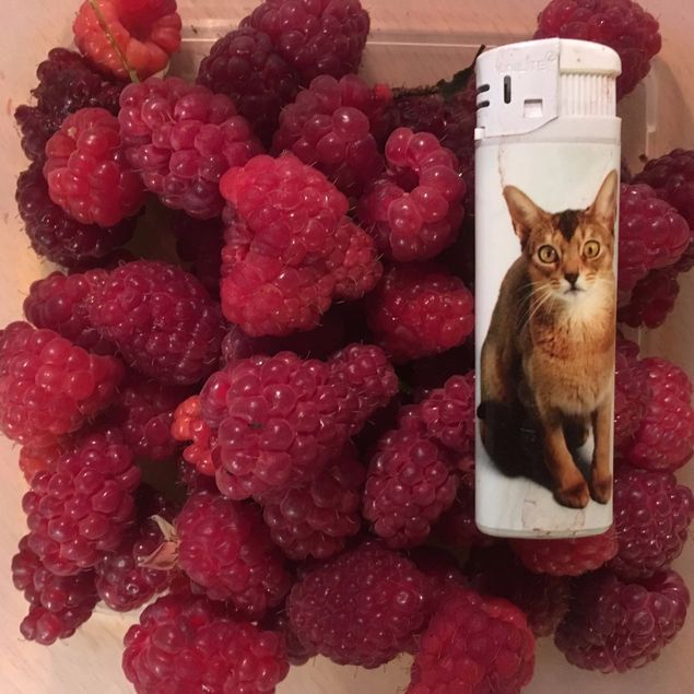 Det känns lyxigt att kunna skörda sådana här stora hallon till barnen idag. Är det någon som vill ha tips och kanske köpa plantor så skriv ett mail!