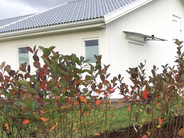 Åhhh - så kul! Dagen började tidigt, var borta på verkstaden med min gamla 83-a för att ställa in rätt CO halt. Det gick inte så bra. Hem och leta upp en förgasare jag ville minnas att jag har någon stans...men det var fel förgasare, en SU. Men så kom jag på att jag har nog en på den extramotorn i garaget och.. javisst - där satt en fin Strombergsförgasare på! Topppen! Av med den och bort till verkstaden igen. Men felet är nog justerskruven i grenröret till motorn. Hem igen och kolla justerskruven på extramotorn. Den gick väldigt lätt, så nu ska jag byta grenrör. Det ska bli spännande! En annan dag, för jag hade en massage inbokad! Ny härlig kund! Jag blir så glad! På eftermiddagen fick jag gjort färdigt en nyanläggning av aroniahäck. Raden innanför är full av diverse bärbuskar. Så underbar slänt! Välkomna alla bin och insekter 🐝🦋🐞