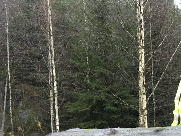 Denna härliga stora gamla stocken, en alm från förra seklet, har nu fått 4 försök till att bli plank... dvs. mannen jag ska anlita till att såga stocken har ändrat sågtid 4 gånger. Men nu kanske 5e försöket att få hit honom... på tisdag...lyckas. Sen på torken i 3 år innan jag kan skapa vackra bord, bänkar eller annat. 