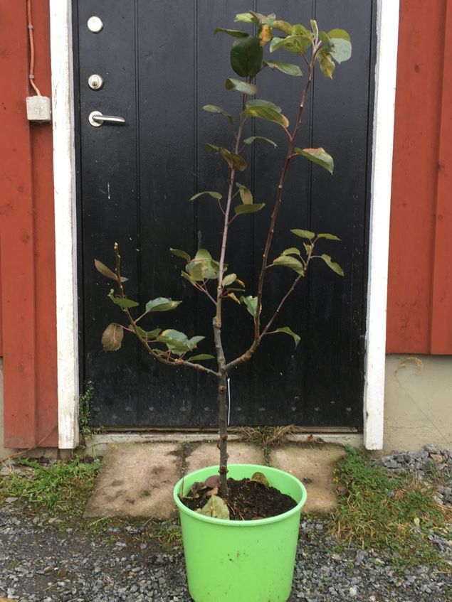 Alnarps favorit + Bramley + Citron röd. Ett kraftigt familjeäppelträd till salu. Endast 550 kr! 🍏🍎