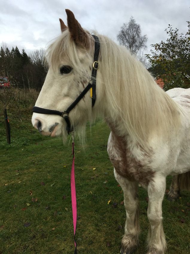 Absoluta finessen med att jobba hemmifrån är att obokade tider blir alltid bokade. Som idag, då tog Ascona (på bilden) gärna den lediga stunden mellan de två massagerna. 👍💕