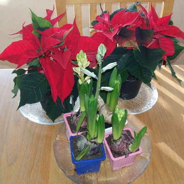Idag var den store pojkens sista skoldag, nu är det jullov för honom! 🎅 
Utan att verka tjatig - men så bra jag mår efter ett djursamtal. Att vara uppkopplad med andevärlden är inte som en meditation, det är bättre tycker jag. Så mycket energi det ger uti varenda cell i kroppen. Idag hade jag ett dubbelt så långt samtal än jag brukar med en hund. Toppen! Så spännande att prata med honom om två år. 🙏 