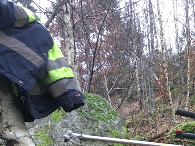Morgonens kattsamtal blev avbokat, tråkigt, men sådant händer. Det var väl inte meningen att just jag skulle tala med den just nu. Tog vara på den ljusa tiden och körde röjsåg i vår pyttelilla skog, den inhägnade delen med ädellövsprojektet. De små bokträden tar sig fint, om än långsamt. Granen i allmänhet och björken i synnerhet har snabbare tillväxt. Men nu var det inte det som skulle frodas i hägnet utan huvudsakligen bok och ek. Bokträden ses med bruna löv i bakgrunden.  Man kan tänka att jag går omkring och röjsågar och är nuet i naturen och det stämmer oftast men idag var det rogivande att ”fly” in i en roman. Sista delen av Mons Kallentofts serie med Zack Harry. Något annat kul är att veckorapporteringen av antalet besökare på vår hemsida var denna veckan: 2330 st. Vi tackar och bockar allra ödmjukast! 🙏