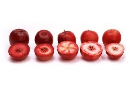 Redlove- odysso-, era och calypso, Surprise, Bakran, Red wonder, Purple passion, Red devil, Apricot, Red moon, Surprise, Tickled pink, Pendragon, Pink princess, Hidden rose, Scarlet surprise, Aldenham purple och Estniskt vinäpple. Det är mina rödköttiga äppelträd. Några få är till salu, först till kvarn gäller...
Förutom beskärning av mina 50 rödköttiga små 2-åriga äppleträd har jag planerat djursamtal och haft en, typ, fotzonterapi. Förvisso har jag inte gått 