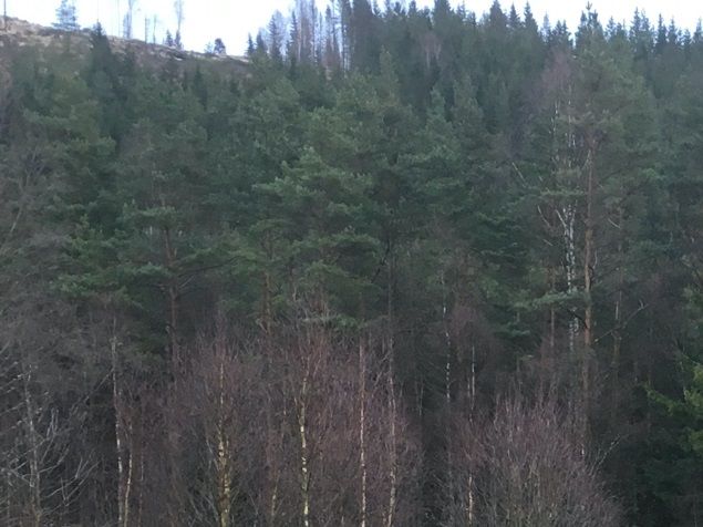 Välvuxna blåbärsbuskar, säkert 15 år. Vi får massor av blåbär. Stolparna runt är också 15 år och endast behandlade med några strykningar linolja innan de sattes ner i marken. Dvs. de började ruttna. Och nu efter stormen... höll de inte emot! Staketet rasade. Jaja, vi får göra en ny och då önskar jag lite mer plats runt, har önskat det läng egentligen, så tack Ciara, nu måste vi göra nytt. 😂 
Annars är jag så tacksam för dagens djurkommunikationer 🙏 även om den ena inte riktigt vill lyssna och den andra, där flög händrna över tangenterna som om det inte var jag som skrev. Nästan overklig känsla, som en ande skrev för mig. Häftigt! 🙏