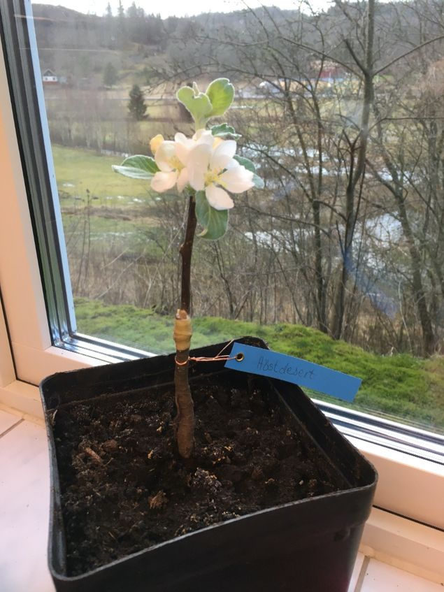 Det är roligt när mina ympkurser blir fullsatta. Efter föredraget med Sara Bäckmo blev det många anmälningar. Kanske ska boka upp eftermiddagarna också och ha två kurser samma dag? Men jag pratar så mycket på mina kurser, brinner för det, så rösten kanske inte håller? 🤣 På bilden har jag ympat en tvåårskvist och det är ju på tvåårstillväxten som blommorna kommer. 🌳