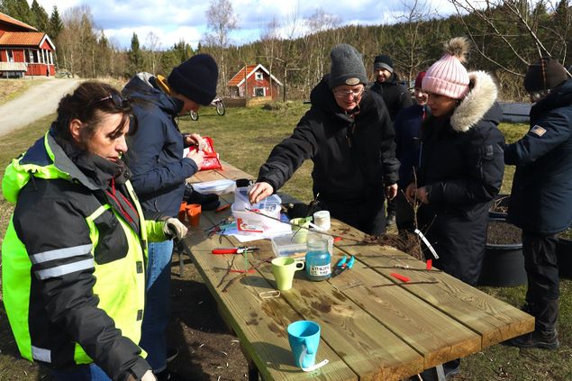 Ett sådant härligt gäng! Det är så roligt att prata ympning att jag blev nästan hes till slut. Alla var så intresserade och duktiga, riktigt görkul! Tiden bara flög, kanske pratar jag för mycket (typ hela tiden...) men det finns ju så mycket att berätta och lära ut. Tips och trix 😆 å lite kaffe på det ☕️ När alla hade gått fortsatte jag ympa några beställningar och några blodäpplen. Ca 25 st. Lika bra att bli klar. Bara 75 kvar 🌳. Efter ympkurserna förra helgen ympade jag 30 persika, nektarin och aprikos. Det var i sista momangen för ympkvistarna hade börjat dra. Men grundstammarna dragit mer, så nu håller jag tummarna 👍 Min plan är att de ska stå ute i vinter för jag vill kolla härdigheten. Använder Prunus cerasifera som grundstam, så det ska nog gå bra 🍑