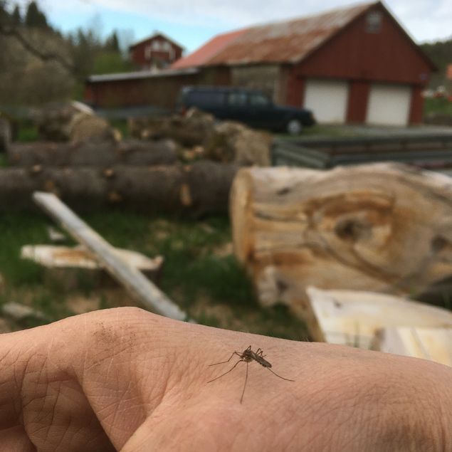Myggdax! Den ville suga i sig mitt blod med sin smala snabel. Att det kan kännas genom mitt 