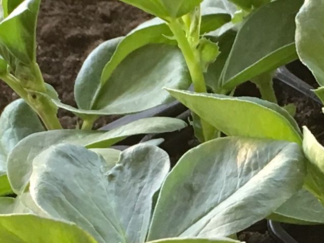 Liten har blivit stor. Nu ska jag plantera ut dem. Och mycket annat. Har talat med Studieförbundet vuxenskolan om att jag ska göra en trädgårdsinspirationsfilm i kursform. Typ, en halvtimmes film i veckan och live frågestund efteråt. Studieförbundet har riggat en liten ministudio med greenscreen och, kanske, nästa vecka ska vi öva. Superkul! Filmar och redigerar gör min pojk. Så roligt! Åter igen kom en kund som handlade för kommunen här hos oss. Handla närproducerat och gynna lokala aktörer, hejja kommunerna som fattar!
En härlig dag har varit riktigt toppen med djurkommunikation mellan plantarbete, jag blir så glad. Och på kvällen, utlämning av både krusbär, rabarber och div. plantor i Bollebygd. En kund kom inte - och som vanligt har Universum en plan. Kunden kom hit och hämtade sina varor och vad trevligt samtal vi hade. Det borgar för fler möten. 🙏🧚‍♀️🐴🐴🐴