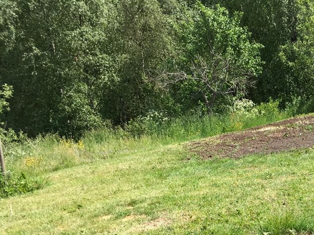 Trots den höga värmen har vi jobbat ute en del. Tex. kört ut jordhögar och krattat. Vi gör dock inte samma miss som förra året att så gräsmatta i stekheta sommaren. Det får vänta! En kund som beställde ett Gunilla äppelträd kom idag och var så glad 😍 då blir jag också glad. Efter öppethållandet somnade jag i skuggan och vaknade till lite och var så utmattad att jag nästan inte kunde öppna ögonen. Lite läskigt när man tuppar av och blir så matt. Men nu är jag pigg igen 👋🙀🌳🧚‍♀️