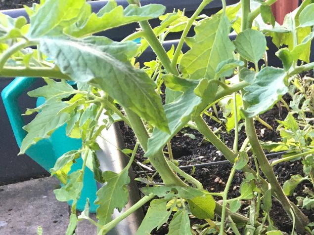 I denna blomsterlåda tittade det tidigt upp tomatplantor. Förmodligen får bukashin jag lade i när jag anlade lådan. Spännande! Så efter vi ätit fyra sorters melon kom jag på att meja ner alla kärnorna i denna lådan också. Och jösses så många fina skott som tittade upp. Yesss, tänket jag. Och de växte - tills alla dessa störtskurar hade dragit förbi. Nu är de nedslagna. ☹️ Kanske de tar sig? Ett femtontal har jag satt i småkrukor i orangeriet, vi får se om de tar sig bättre där. Några som trivts med livet och regnet är de stora körsbärsplommonen som står i kruka. Idag fick den näst största flytta hemmifrån. Och bo i jorden istället för kruka. Rötterna hade trängt ut under så det var i hög tid att flytta. Och nu får hon det bäst! 🥰