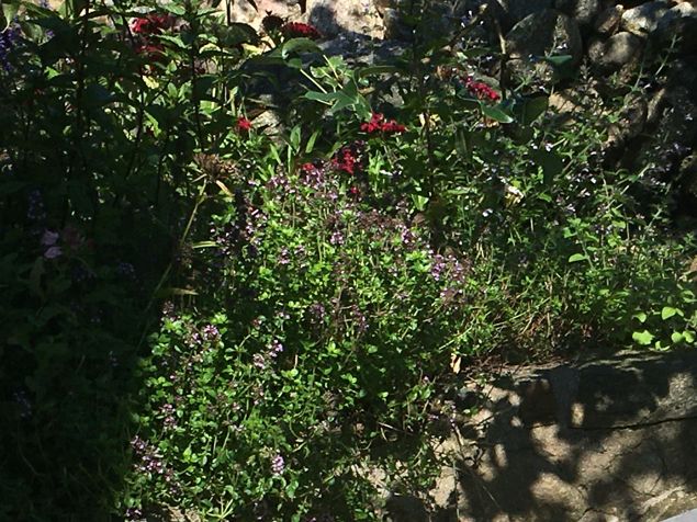 Passa på i solen mitt på dagen att plocka blommor för torken. Då är de eteriska oljorna som störst. Timjan, som jag plockade idag, är bra att använda till te vid hosta. Jag har gärna timjan i mina oljor då den också är bra mot reumatisk värk, ischias och ryggont. Extra roligt idag var att före min massagekund kom, satt jag som vanlig och laddade mig själv med mina kristaller. Fick för mig att dra ett orakelkort åt mig själv. Det blev sjunde strålningen av rit, ordning & cermoni. När gåvan av sjunde strålningen kommer in i ditt liv formas något nytt, något som kommer gynna din värld. Det kan vara ett ökat intresse för magi, ceremonier och riter för läkningsändamål. Den resonerar med högfrekvent violett ljus och ärkeängeln Zadikel. Den sjunde strålningen hjälper också till med att förvandla energi från lägre till högre frekvenser. Den är en andlig rensande kraft som tillåter sanningen av andlig frihet, bemyndigande och valmöjligheter att synas och kännas, vilket återställer hopp och glädje till hjärtat. 🙏