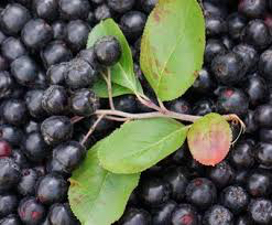 Vad är aronia? Det europeiska superbäret! Vad är skillnaden mellan aronia och slånaronia? Det är en korsning mellan svartaronia och rödaronia men räknas som en egen art. Typ, ett stort aroniabär. Höga halter av antioxidanter, vitaminer, mineraler och annat som har positiva effekter på hälsan. Toppenbär! Jättegod saft, också att blanda med rabarber. 👍 Men jag fick väldigt ont i kappmuskeln av att jobba så högt upp med bärplockaren. Det brukar inte bli så men idag blev det ONT. Skulle behövt massage... 🤣