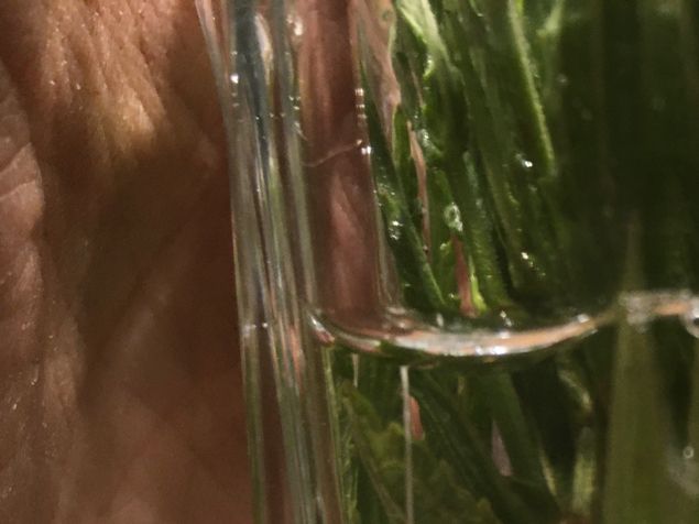Oj, såhär blev det efter ett par veckor. Finfina rötter. Det hade också aromaäppelträdet, Jojoplommonträdet och det lilla fina specialmirabellträdet jag grävde upp till kunderna idag. Och maskarna ingick i priset 😉 🐍🐉. Nu börjar tiden att gräva upp mina små flickor så de får flytta till nya hem. Alla fina äppelträd. 😍. Det är så roligt att de kommer till en plats där de kommer till sin rätt, dvs. i en trädgård där de syns 🤩