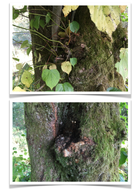 Beskärning av ett hål i linden. Att beskära stammarna från nya små skott, ja, det blir så fint och snyggt tycker jag! Har nu blivit klar med en allé av gamla träd. Arborist är jag inte, men nu kan lastbilarna köra under. Det räcker. Träder ser ännu större ut när stammarna är fria och rena från både stort och smått. Det är mig en ära att få jobba med dem, att få vara i deras närhet. Det ger allt särskild vibration, gamla träd. Vad har de varit med om i sitt liv? Vilka väderförhållanden har gått igenom? Urgamla, urgröpta och vackert väderbitna. Men de kommer stå än i många år 🙏