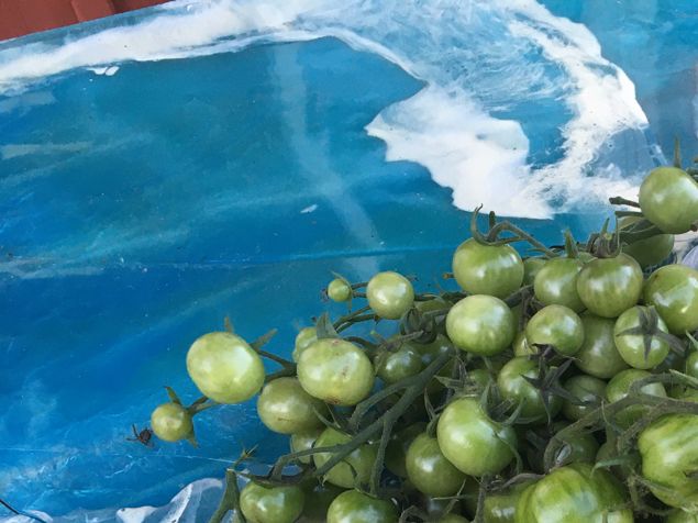 I morse var det frost på bilrutan. Så när solen stod högt på himlen var det inbjudande att skörda de tomaterna som inte tagit skada. En fin och händig Annette i Malmö ska göra inläggning av dem med lök. Så roligt att de kommer till användning. Tomatlsylt har jag inte hunnit ge mig på ännu...
Har varit på Aktiv praktik och fått ultraljud på mitt dumma knä. Artrosen gör sig gällande och väcker mig flera gånger varje natt. Träning, träning och lite behandling på det ska hjälpa. Det var 25 år sedan jag bröt benet väldigt illa och fick titan inslagit och skruvat ihop brotten. De gick in genom knät (flyttade knäskålen) och efter 1 1/2 år senare skulle knäskålen flyttas igen för de skulle ta bort 