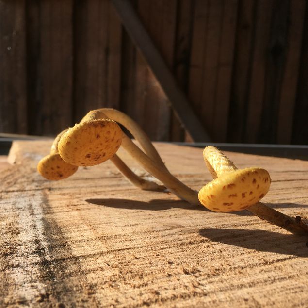Döm om min förvåning var stor när vi vände på några plank som ej var staplade för torkning. SVAMPAR! Vackra, fina, hårda svampar. Så fort naturen sätter igång att bryta ner dött material. Det är alm i detta fallet. Granen vi sågade upp började bli dålig väldigt fort så där skyndade vi oss att stapla upp. 🌲 🌳 🌿
Lilla blåa volvo 245an, -83an är idag såld. Det tog mindre än en timme tills dess att den var bokad av en kille från Säffle. Men ville han ha vår fina bil så ville han!!! 🚙 Och jag förstår honom. Rolig att köra, billig i försäkring och ingen vägskatt. Lätt att laga,  stor lastkapacitet och trygg på vägen. 
Så roligt med dagens plantskolekunder. De förstår finessen med spaljéträd och mina fina skapelser (spaljéträden) kommer till sin rätt vid deras plank. Och twotimer hallon 🍎 😀 🍏 