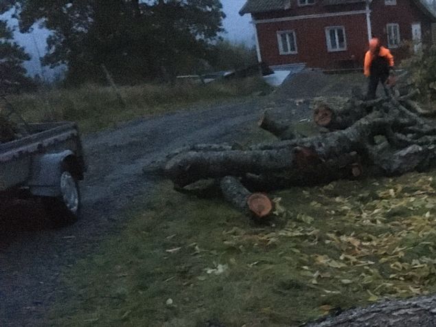 I morse när jag skulle åka till min trädgårdskund startade inte min röda Volvo. Den hade blivit sur. Ja, det har ju regnat i flera dagar, sedan det var minusgrader och jag har inte åkt iväg på jobb. Har masserat och talat med djur och det gör jag ju hemmifrån. Så idag kom jag på att de yrkesutövningarna är KLIMATSMARTA 🤣 🤣 🤣 Inget bilavgasutsläpp för att jobba. 👍 Hursomhelst - det går ganska lätt att överlista en gammal bil. Jag satte in två fläktar i motorrummet och efter en timme så startade bilen perfekt 👍 Men då hade jag redan lagt om dagen. Djurkommunikation istället 🙏 Tack snälla kunder för flexibiliteten 🙏 På kvällskvisten blev det till att såga upp ett fantastiskt gammalt körsbärsträd. (Jag sågade inte ner det, bara delade upp det) Så VACKERT inuti, årsringarna hade ett spännande mönster. Inte regelbundet eller ensfägat (Danskt ord för inte samma färg). Säger bara WOW!!! 👍 