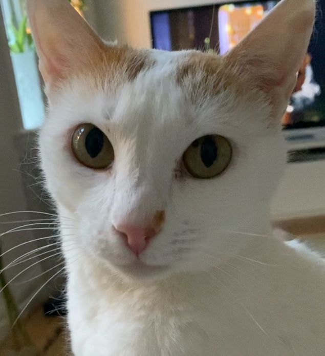 Det är kärlek när en ägare önskar veta vad sin fina lilla katt har för åsikt om sin åkomma innan de ska till veterinären. 💕