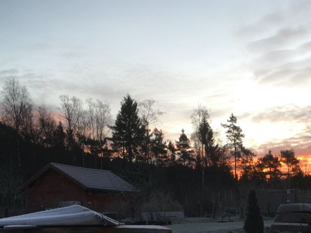 När solen skiner så skönt på dagen och sen är det som nu kl 22 är det - 18°C... det barkar för skador i barken. Slamma eller täck stammarna med vitt lakan. Träden och buskarna tror det börjar nalkas våren emedan marken är bottenfrusen och nätterna är fruktansvärt kalla. När plantan känner varm sol och det börjar ljusna, börjar de dra och när kylan kommer sprängs cellerna och det blir sprickor i barken, det skadas. Och vaknar plantan för mycket och behöver vätska torrfryser dem eftersom rötterna fortfarande ligger i frost. Är det vackra stammar kanske de slutar som dessa på bilden - uppsågade för att bli bl.a. bord. Det är inte fy skam - det är en ära! Det blir epoxybord som kommer leva länge hos sin nya ägare 👍 Livet efter detta? 🥰
