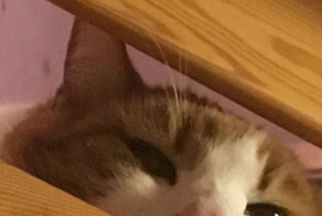 När jag var liten hade mamma och pappa en röd båt, eller nej, en liten platteka. För att skydda mot väder och vind byggde pappa ett litet... tak. När jag tittar upp på vår gossiga katt ser jag på teckningen jag gjorde då, på vår båt. Och så såg den ut. Lite off... typ 🤣 Men den hade ett fint namn... EVA 👍 Jag minns vi åkte ut i Göteborgs skärgård, att hoppa i land var lite av en skräckblandad förtjusning. - Usch om jag trillar i, rullar ner för klippan och ner i de äckliga tångruskorna, tänkte jag. Nu badar jag gärna i tång i badkaret och det luktar lika illa som tång gör. Men är bra för kroppen. 🦀 Minns också vid ett strandhugg, att både mamma och pappa höll mig under magen när jag skulle lära mig simma utan simdyna. Och näst intill en likadan baddräkt som mamma hade då har jag köpt mig en ny. Som jag längtar efter mamma (som dog för snart 20 år sedan) 💕 Tänk att få krama dig igen 💕 (mammas bil, den gamla volvo 244an i bilderna tidigare)