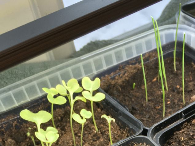 Här kommer lite grönkål och purjolök till min glädje. Dessutom ska man klippa av purjon när den blir som på bilden för att få stabilare planta och det är ju gott att provsmaka. Är man hängig eller sjuk kan fröodling pigga upp, liksom att sitta i vårsolen. Så sköööönt solen sken idag. Och fåglarna kvittrade. Riktig uppåtchack ju... 👍