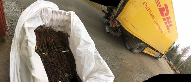 Grundstammarna har anlänt! Påsken räddad 🐣