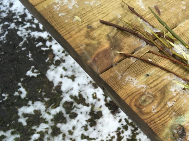 Ymp- och beskärningskursen började med gott väder till alla trevliga kursdeltagare. Fåglarna kvittrade och jag pratade mig halvhes 😄 Men efter halvlek började det regna och SNÖA! ❄️ Till slut var fingrarna så stela utan handskar att jag nästan inte kunde sätta fleicobandet runt ympen. Deltagarna fick gjort fina träd och nya häftiga individer. 🌳 🍎 🍏