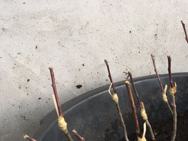 Ännu en fantastisk ympkurs och idag med soligaste varmaste hittills!  Så trevligt och givande. Skön stämning och fina träd 🌳. Efter kursen och uppstädning gjorde jag 30 beställningar ihopplanterade i två stora krukor. Det går bra att samplantera till avhämtning. De är av en lokalsort från Sikanäs och ympriset fick jag mig tillsänt. En rolig beställning 👍