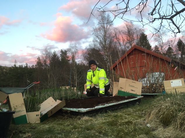 Vi har beställt att Vida skog ska ta ner vår sista lilla bit skog. Det har dröjt lite... vi träffades i oktober förra året... Nu har vi fått granplantorna som vi ska återplantera med och då var vi nödsadgade att plantera dem någonstans. Så fick det blir. När skogen är borta blir det nog för varmt att plantera där så de får stå på tillväxt. Annars har det varit en fullspäckad dag. Både plantförsäljning, trädgårdsjobb och Boråsärenden. Mycket på en dag men den slutade med äppelpaj och vaniljsås i orangeriet. 😋