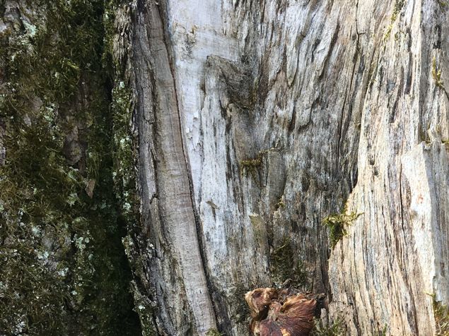 Pluggar nu natur- och kulturmiljövård. Det är jätteintressant! Så många olika miljöer i skogen och jag jämför med vår egna skog. Vi har både brynmiljöer, naturskogsrester, lodytor, bergbranter, rasbranter, några block och dödved till de små djurens förtjusning! En sådan skatt! Alldeles hemmavid!!!  